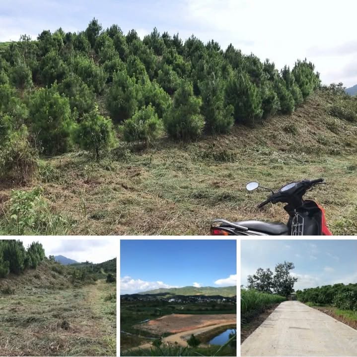 Đất nền 4 sào đồi thông Bảo Lộc 2.5 tỷ - Tiềm năng nghỉ dưỡng