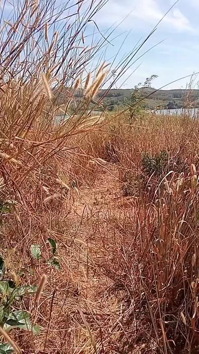 Đất nông nghiệp 8ha tại Đắk Tờ Re, Kon Tum - Giá thỏa thuận hấp dẫn!