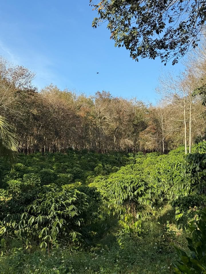 Farm 20.000m² tại Đắk Hà - Cơ hội đầu tư tuyệt vời với giá chỉ bằng đất trống!