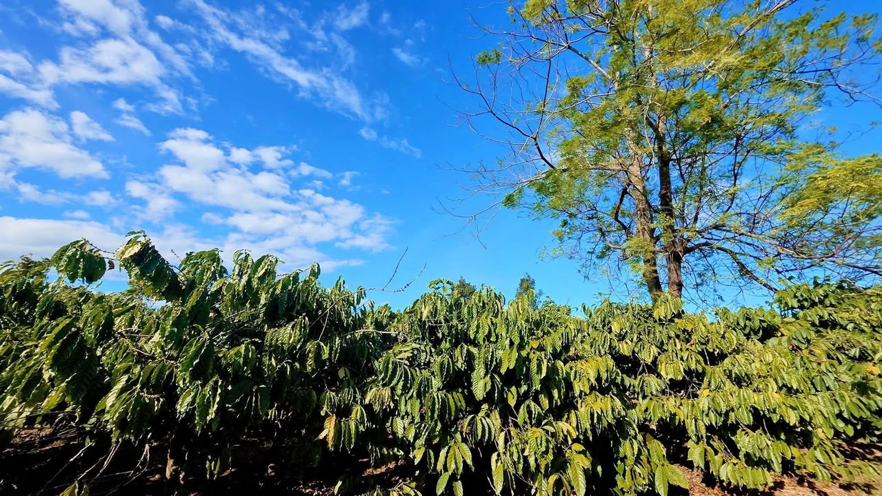 Đất nông nghiệp 2ha Làng Ngok Iachim giá 3.x tỷ - Đầu tư sinh lời bền vững!