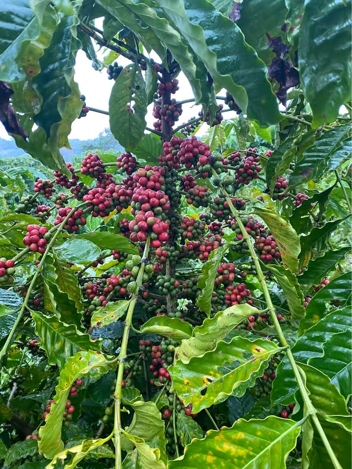 Đất nông nghiệp 3ha tại Hướng Phùng, Quảng Trị - Giá chỉ 600 triệu!