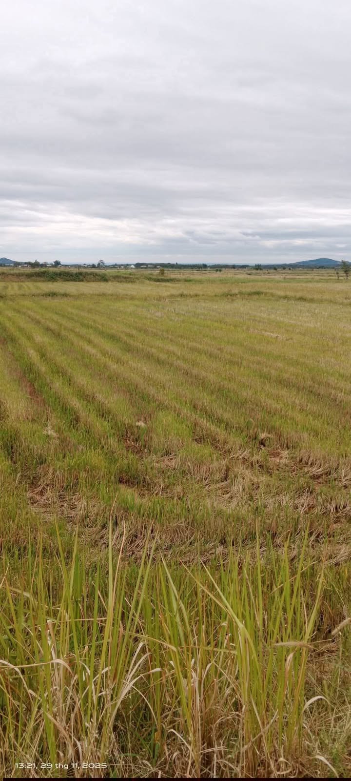 Đất nông nghiệp 3,7 sào tại Xã Phú Cần, Huyện Krông Pa - Giá chỉ 300 triệu!