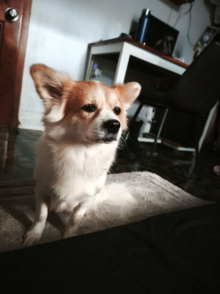 Sang quán cafe CT3 Vĩnh Điềm Trung 17 triệu/tháng - Kinh doanh ngay không cần setup!