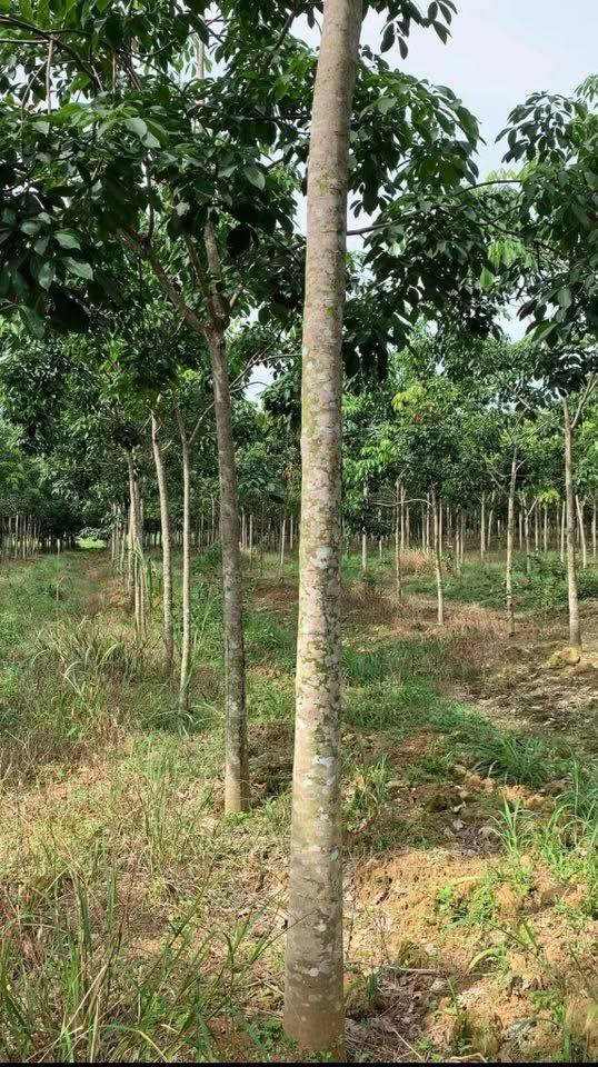 Đất Farm 2.75ha Bến Tre giá 30.25 tỷ - Tiềm năng phát triển lớn!