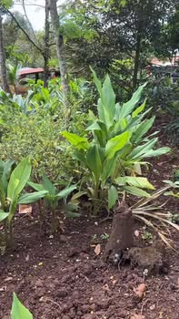 Đất nền xã EaDrông 120m² giá 540 triệu - Cơ hội đầu tư hấp dẫn!