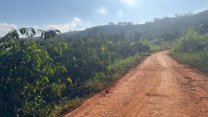 Đất Farm Đắk Sắk 5000m² giá 2.45 tỷ - Sổ sách đầy đủ, vị trí đẹp!