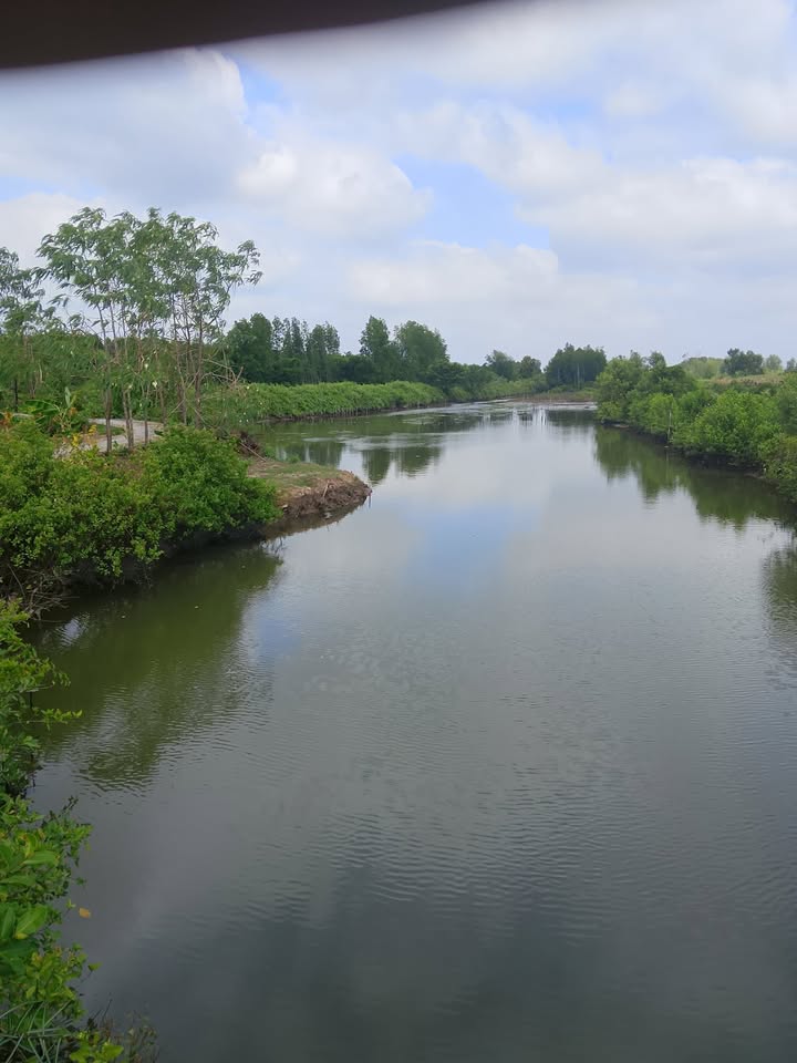 Cho thuê Farm 36 công ấp Ông Ngươn, Cà Mau chỉ 50 triệu/năm - Cơ hội đầu tư hấp dẫn!