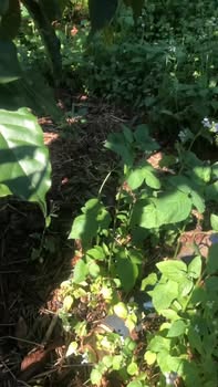 Đất nền 50,000m² tại Lộc Ngãi, Bảo Lâm giá 3 tỷ - Sổ đỏ chính chủ!