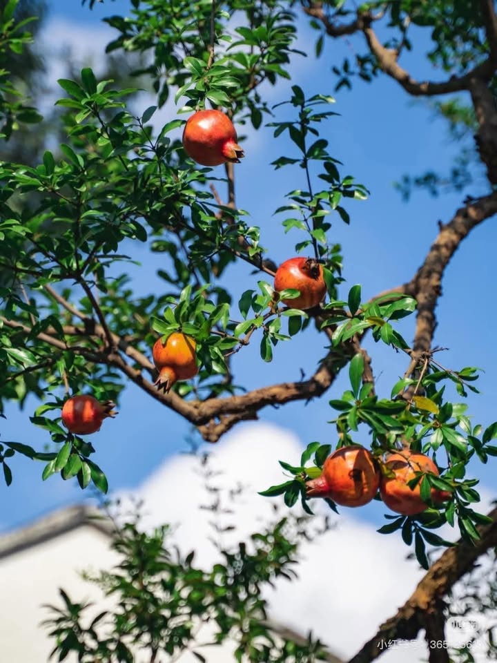 Nhà cấp 4 Tân Hiệp 180m² giá 4.4 tỷ - Sẵn sàng vào ở ngay!