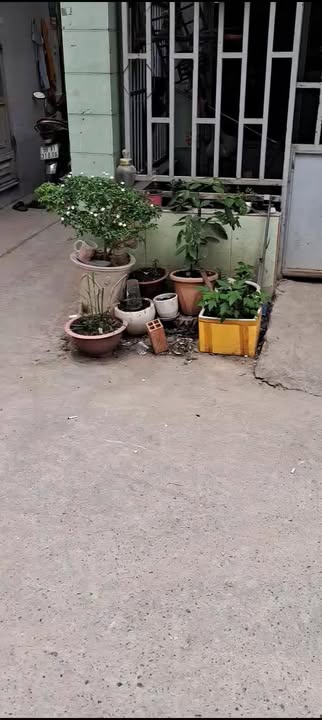 Nhà cấp 4 Gò Vấp 22m² giá 3.6 tỷ - Chính chủ bán thương lượng nhẹ!