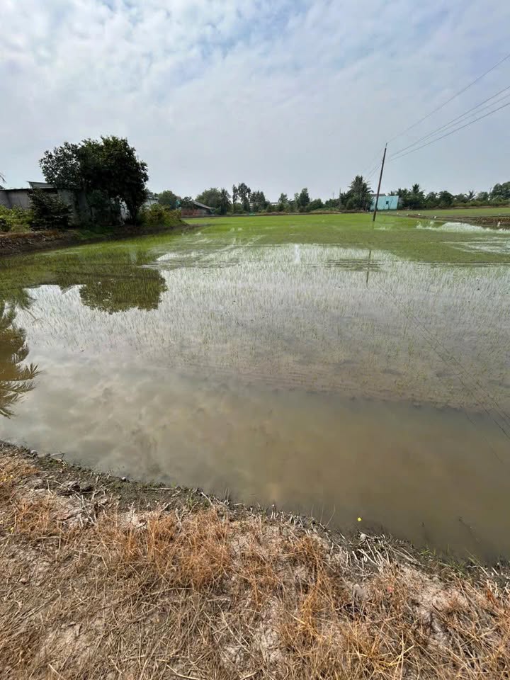Đất nông nghiệp 10.000m² Long Thạnh - Thủ Thừa - Long An chỉ 8 tỷ - Cơ hội đầu tư tuyệt vời!