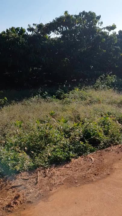 Đất nông nghiệp Đan Phương, Lâm Hà 2500m² giá 3 tỷ - Cơ hội đầu tư sinh lời!