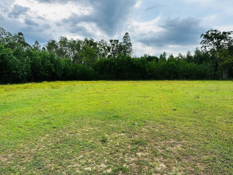 Đất trồng cây 1600m² tại Phú Lạc, Bình Thành - Giá chỉ 135 triệu!