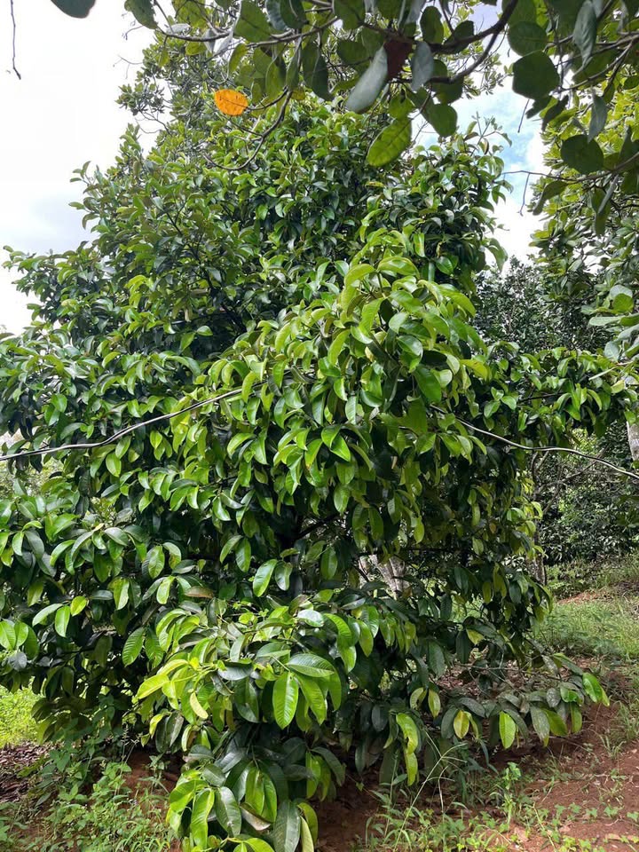 Farm 4 sào Kim Long, Hóc Môn, 4 tỷ - Cần bán gấp trước Tết!