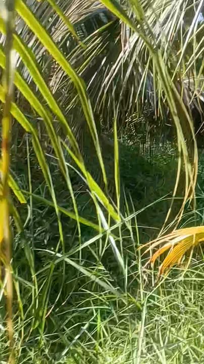 Bán đất mặt tiền Tân Mỹ, Ba Tri, Bến Tre 1930m² - Vị trí đắc địa cho kinh doanh!