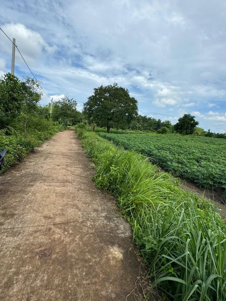 Đất nền 360m² tại Lộc An, Bình Long chỉ 260 triệu - Cơ hội đầu tư hấp dẫn!