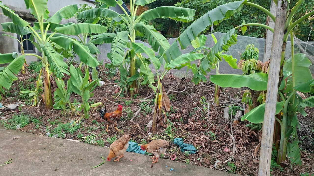 Đất nền Yên Tập Bắc, Yên Lư, Bắc Giang 138m² - Cơ hội đầu tư sinh lời!