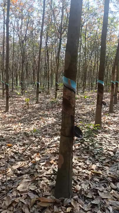 Farm 10.000m² tại Ấp Tân Phong, Huyện Bù Đốp giá 2.5 tỷ - Đầu tư sinh lời