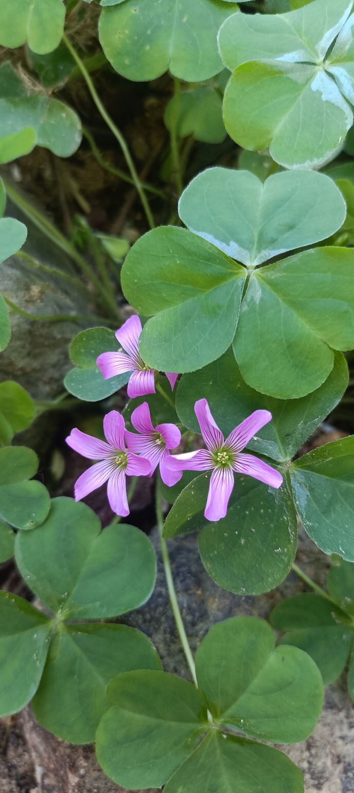 Đất thổ cư 2500m² tại Đường Petong, Huyện Bảo Lâm - Giá chỉ 650 triệu, bớt lộc!