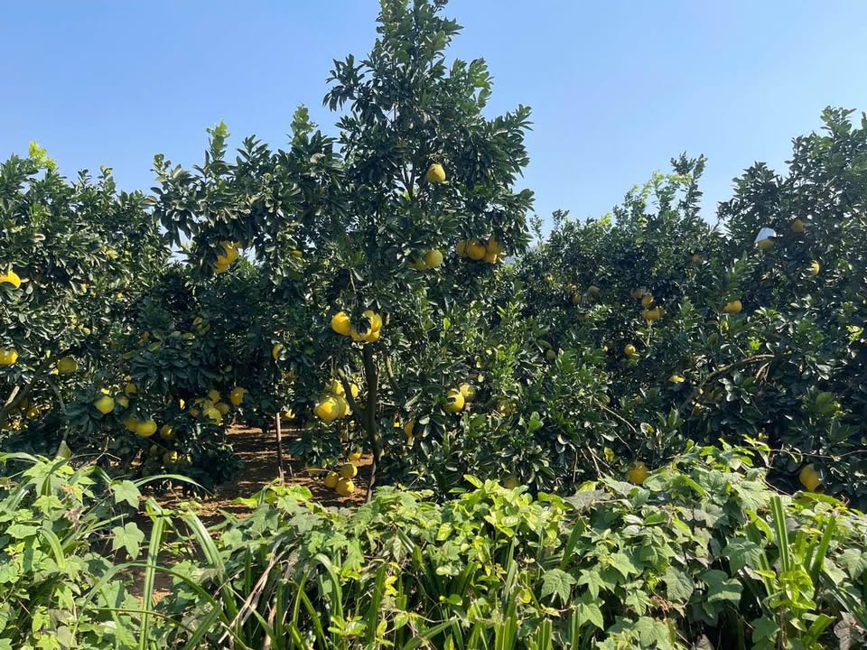 Đất nền xóm Đại Đồng, xã Yên Trị, 644m² - Cơ hội đầu tư sinh lời!