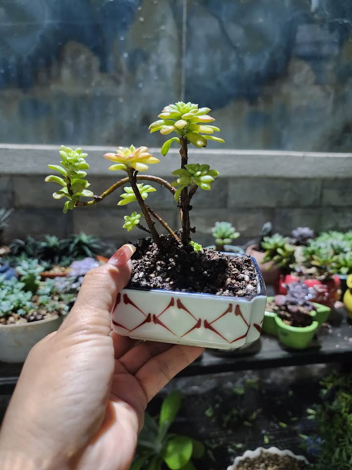 Đất nền 500m² tại Xã Sông Trầu, Trảng Bom - Kinh doanh sầm uất, giá thỏa thuận!