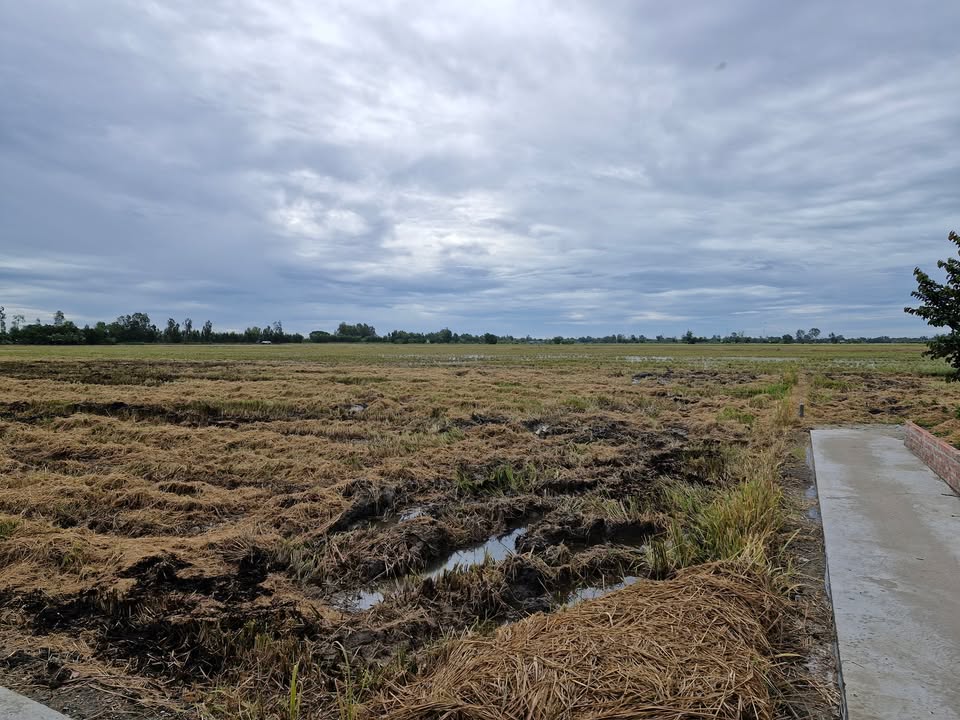 Đất trống 7600m² khu phố Thạnh Lợi, Tây Ninh - Thích hợp trồng cây