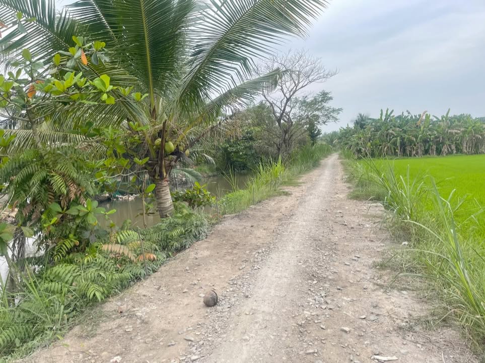 Đất nông nghiệp 5.534m² tại Trung Thành, Vũng Liêm, Vĩnh Long - Cơ hội đầu tư hấp dẫn!