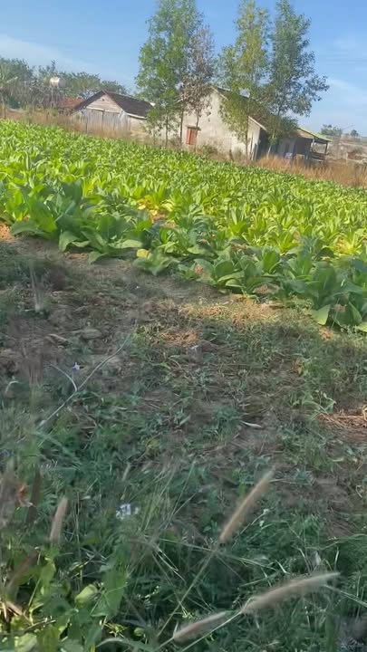 Đất nền 1,2ha mặt tiền tỉnh lộ 19B xã Ea Lê - Giá 1,8 tỷ, cơ hội đầu tư hấp dẫn!