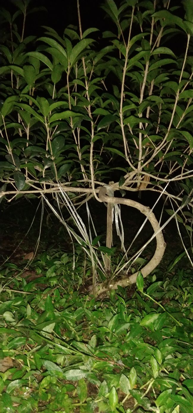 Đất nền Tổ 16 Phường An Tường 114m² giá 1.1 tỷ - Sổ đỏ chính chủ, hướng Đông tài lộc!