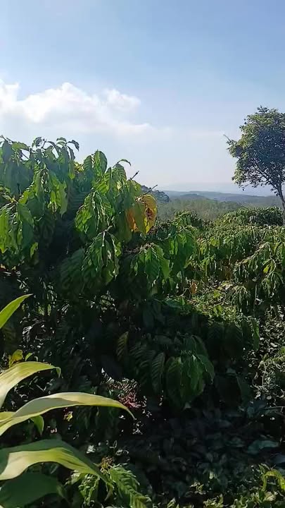 Đất nền 3,5 Sào tại Ô Tô Suối Lớn, Bảo Lâm giá 875 triệu - Cơ hội đầu tư hấp dẫn!