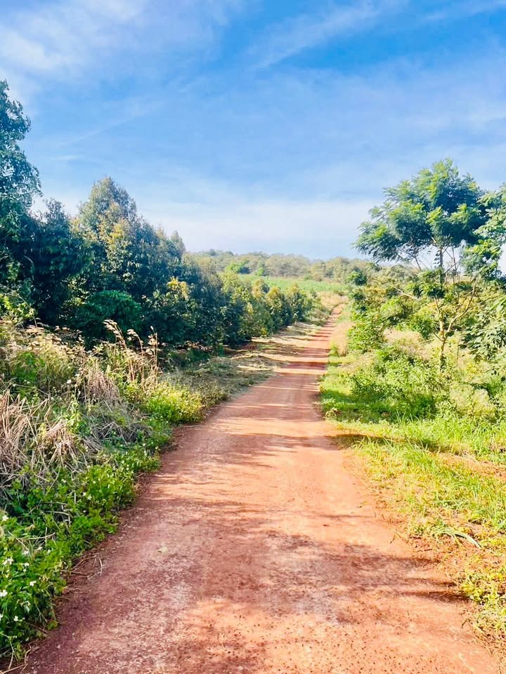 Đất nền 30000m² tại Xã Xuân Thiện, Huyện Thống Nhất - Giá chỉ 6 tỷ!