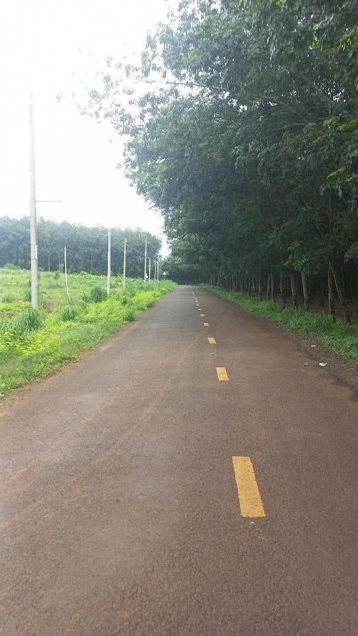 Đất Farm 5ha tại Phú Riềng, Bình Phước - Mặt tiền 210m đường nhựa lớn, giá thỏa thuận