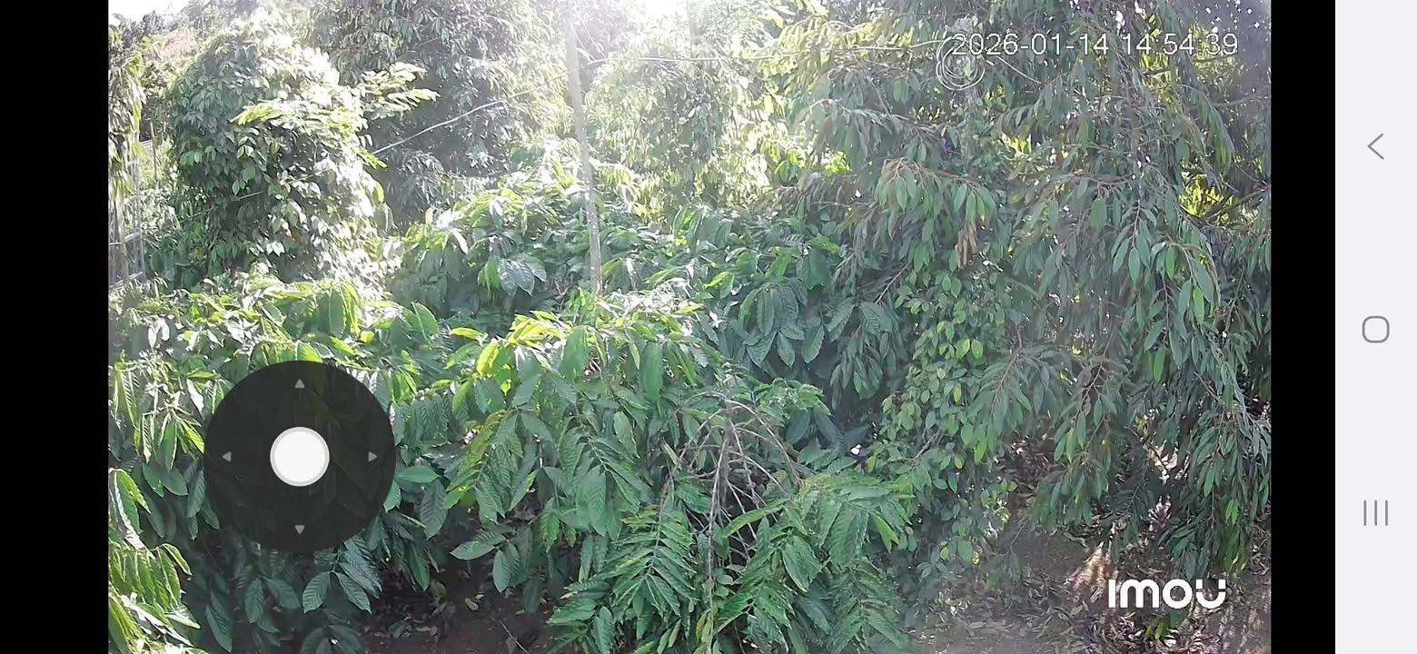 Farm 3600m² tại Đắk N'Drót - Đầy cây ăn trái, sẵn sàng thu hoạch!