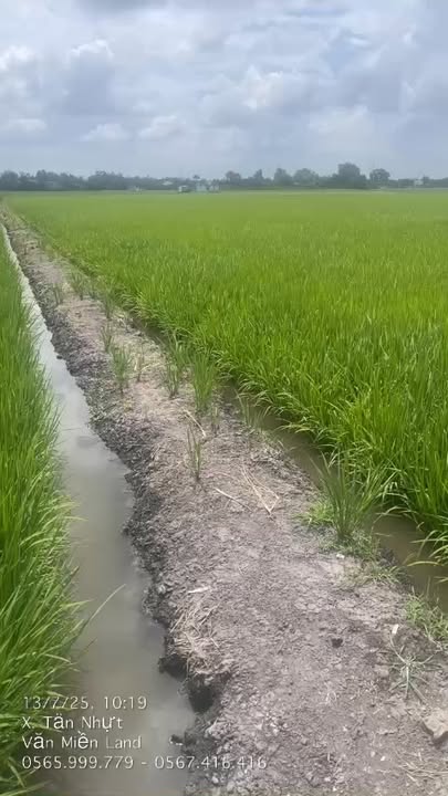 Đất nông nghiệp 5000m² tại Tân Nhựt, Bình Chánh - Giá tốt chỉ 5.3 tỷ!