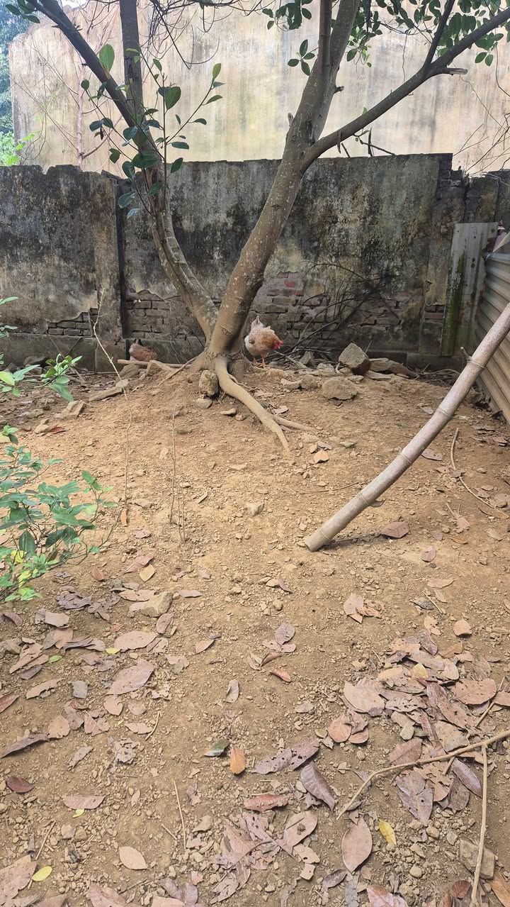 Đất vườn 220m² Bắc Cường chỉ 900 triệu - Đầu tư tiềm năng!