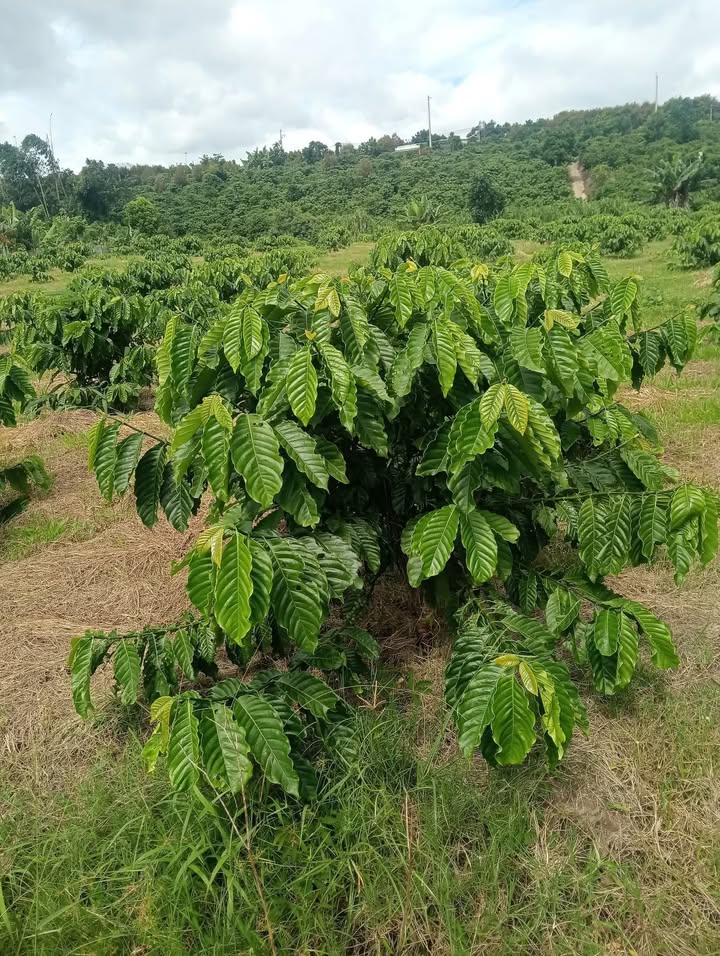 Đất nền 4 sào Hòa Bắc, Di Linh - Giá 1.85 tỷ - Khu vực phát triển mạnh mẽ!