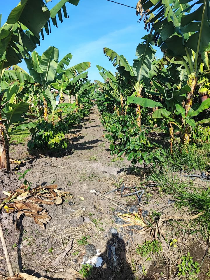 Đất nền 2 sào tại Hòa Nam, Di Linh - Giá chỉ 1.1 tỷ, vị trí đẹp