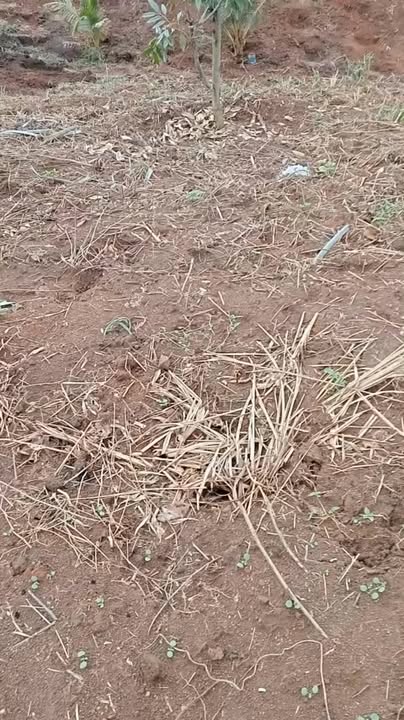 Đất nông nghiệp 8ha tại xã Hà Tây, huyện Chư Păh, Gia Lai - Giá thỏa thuận hấp dẫn!