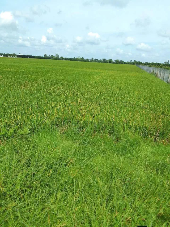 Đất nông nghiệp Thạnh Lộc, Cai Lậy 27 công giá 6.21 tỷ - Đầu tư sinh lời ngay!