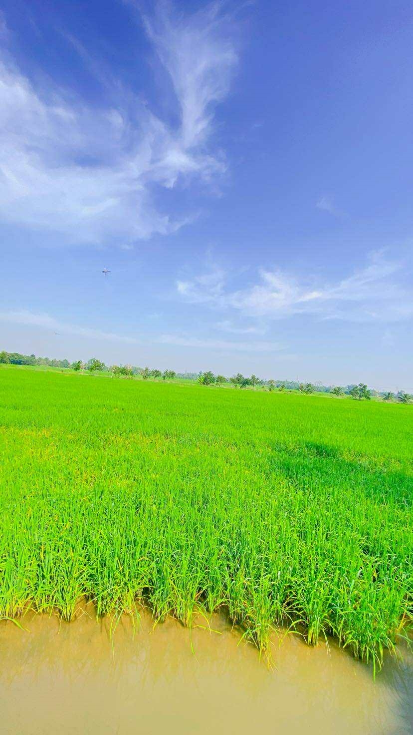 Đất lúa 4.000 m² Phường Thới An Đông, Bình Thủy, Cần Thơ giá 2.2 tỷ - Tiềm năng đầu tư cao!