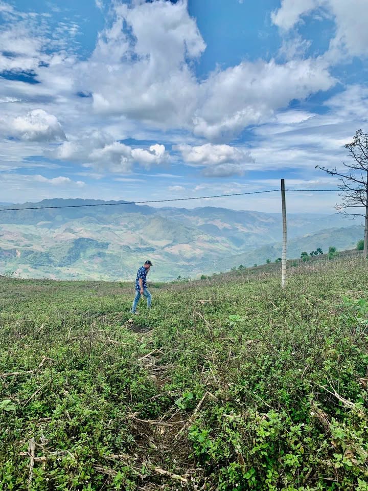 Bán đất 4ha tại Tà Số, Mộc Châu - Chính chủ, sổ đỏ đầy đủ!