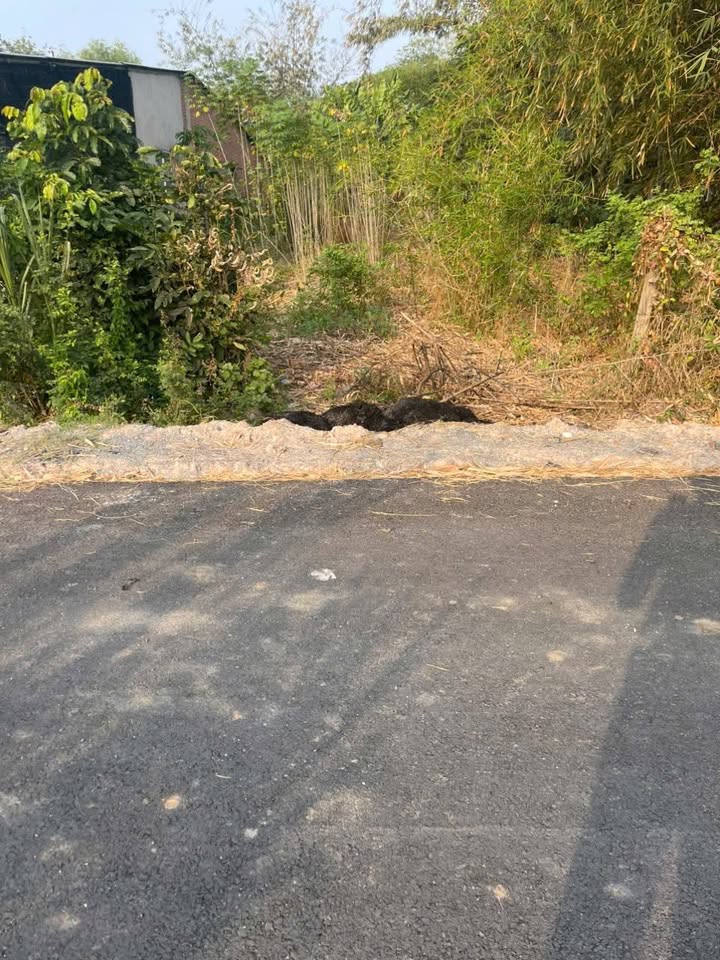 Đất thổ cư 1182m² tại Xã Thái Mỹ, Củ Chi chỉ 3.5 tỷ - Mặt tiền đường nhựa thông thoáng!