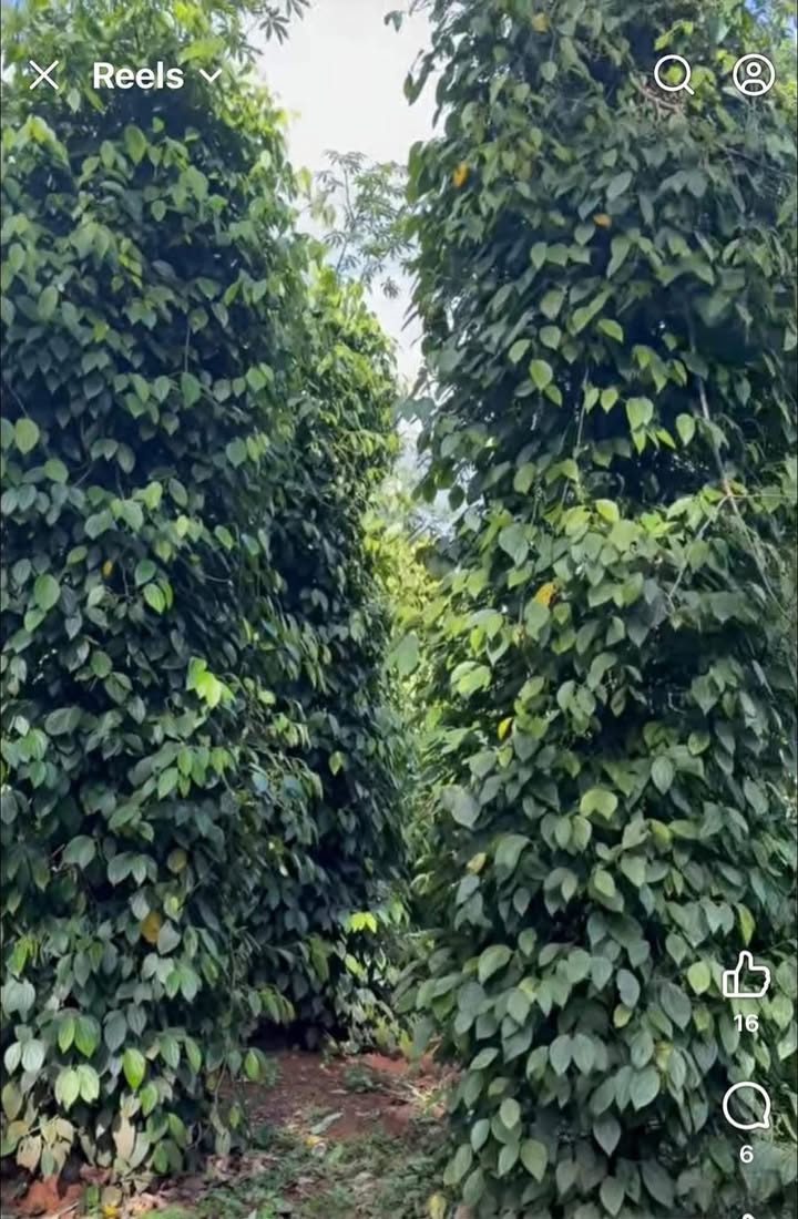 Mảnh vườn 5 sào Đắk Lao giá 3 tỷ - Đầu tư sinh lời ngay!