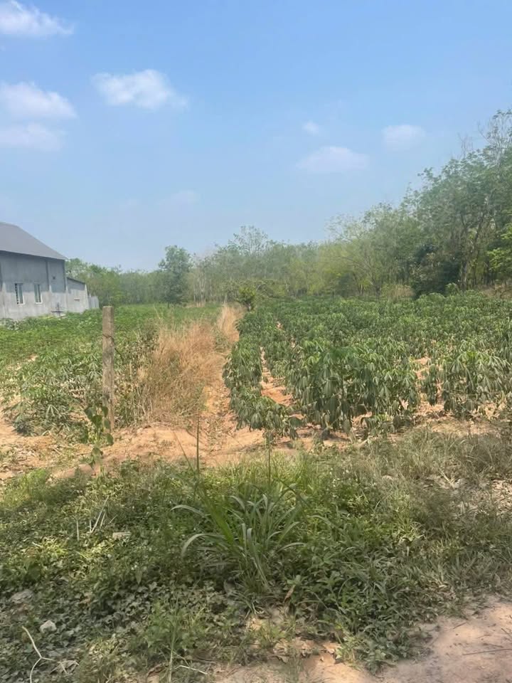 Đất nền xã Minh Hòa, Dầu Tiếng 1800m² giá 2.6 tỷ - Vị trí đắc địa, ô tô vào tận nơi!