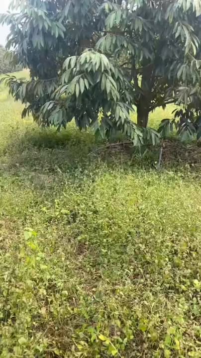 Đất nông nghiệp 1 mẫu 8 xã Tân Hội, Tân Châu, Tây Ninh giá 3.7 tỷ - Cơ hội đầu tư tuyệt vời!