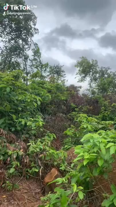 Đất nền Bến Tắm Chí Linh 1202m² giá 1 tỷ - Cơ hội đầu tư tuyệt vời!