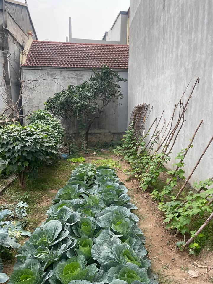 Đất Phường Thụy Phương, Quận Bắc Từ Liêm 36m² giá 3.2 tỷ - Sổ hồng sẵn giao dịch!