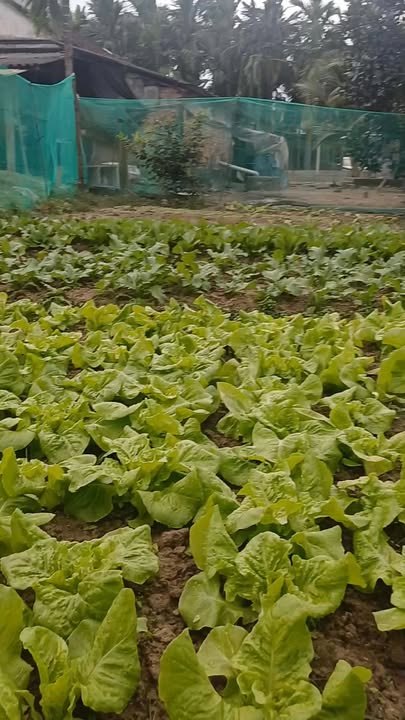 Đất ở thôn Điện An, Nghĩa Thương, 100m² giá 300 triệu - Cơ hội đầu tư hấp dẫn!