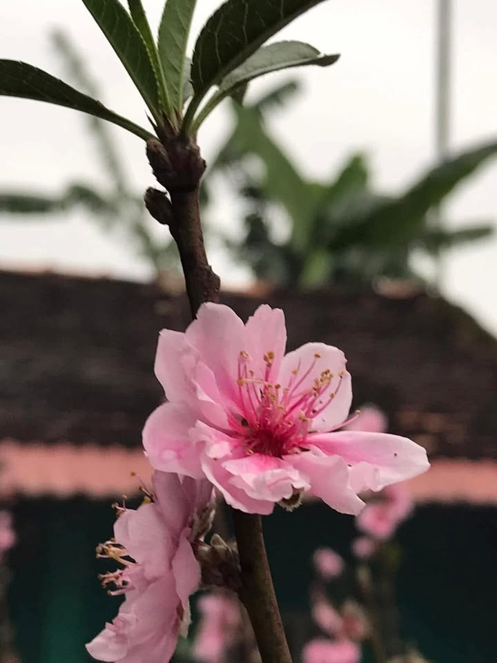 Đất thổ cư 73m² tại Bình Chuẩn, Thuận An giá chỉ 1.8 tỷ - Cơ hội đầu tư hấp dẫn!