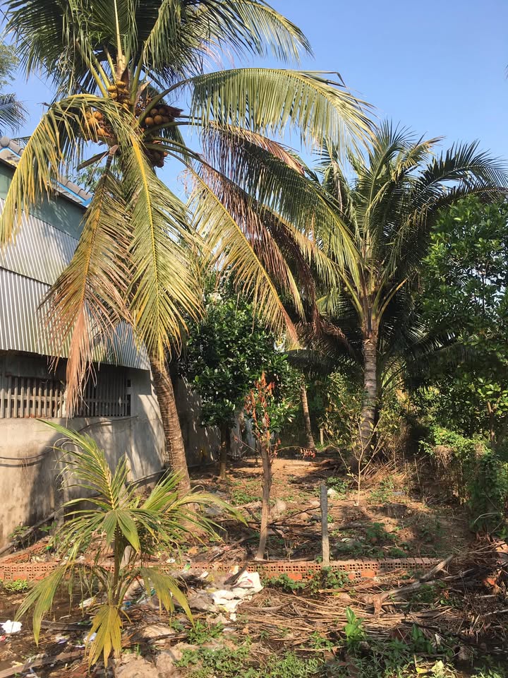 Đất thổ cư 150m² tại ấp Long Thành, xã Tân An, giá thương lượng - Cơ hội đầu tư tuyệt vời!